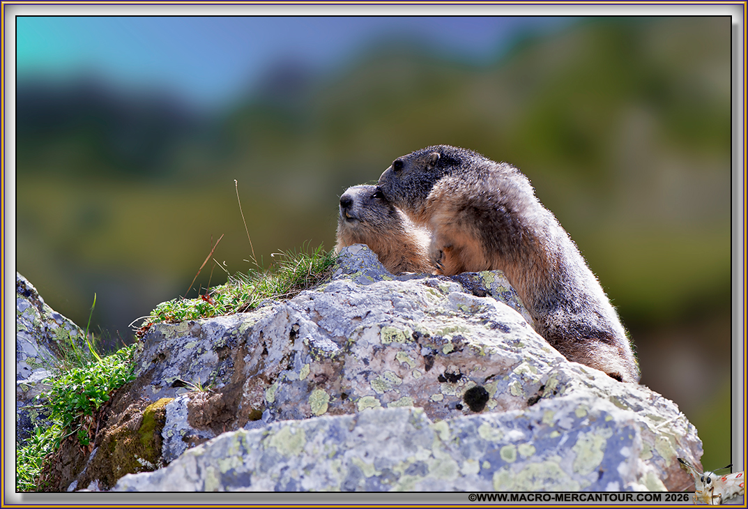 MARMOTTES